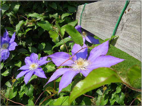 blue flower green fence spring clematis vine woodenfence blooming onthefence floweringvine rcvernors rickchilders