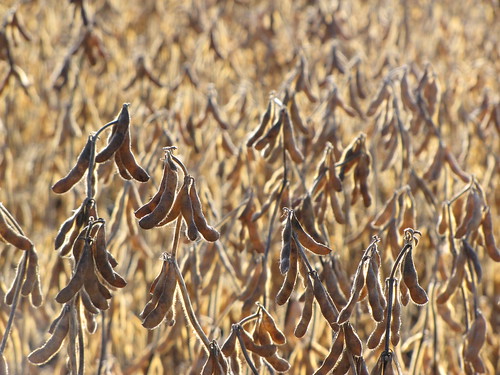 plants brown sunlight college field southdakota farm harvest sdsu soybeans brandtsd