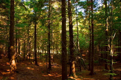 wood light italy colour tree nature forest italia liguria reserve sunray agoraie riservanazionaleorientatadelleagoraie agoraienationalreserve