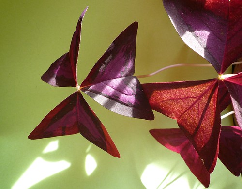 shadow leave leaves plante soleil triangle ngc ombre oxalis feuilles transparence feuille tige hampe