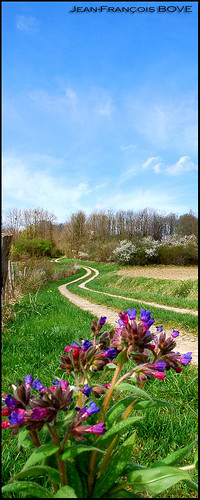 flowers summer sky tree spring path stunning campaign franchecomté