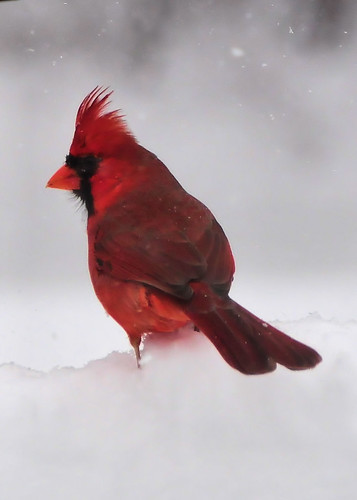 red bird cardinal birdinsnow imagebydesignworks
