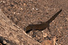 <a href="http://www.flickr.com/photos/theactionitems/4427039342/">Photo of Sphaerodactylus parvus by Marc AuMarc</a>