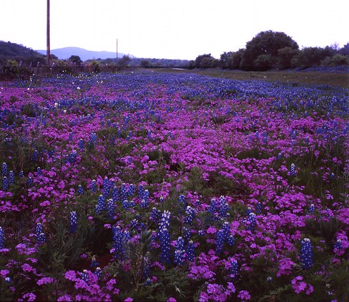 film mediumformat geotagged texas bluebonnet bronica wildflowers hillcountry bluebonnets filmscan stateflower texaswildflowers texashillcountry llanocounty bronicas2a texasstateflower geo:lat=30672633 geo:lon=98554273 lupinustexsenis