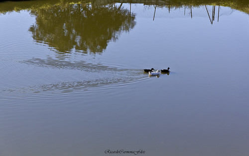 naturaleza nature aves birds ocas ansar geese reflejos reflections azul color water agua canon ricardocarmonafdez ngc