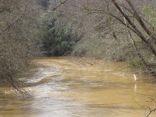 winter brown tree trash river spring mud flood current athensgeorgia