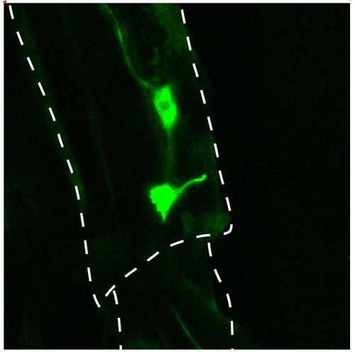 This shows a leg outlines with green neurons inside it.