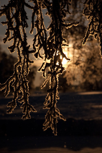 winter sunset snow ice silhouette finland joensuu