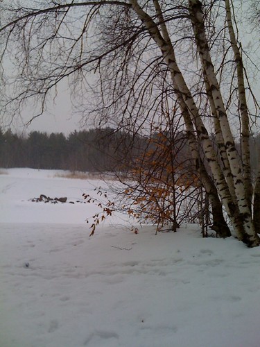 winter snow birch dunelakewoods