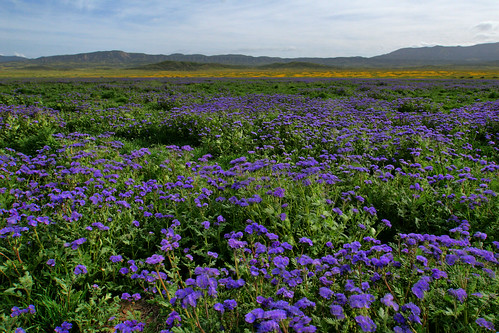 california flowers yellow purple wildflowers carrizoplain carrizoplainnationalmonument sodalakeroad