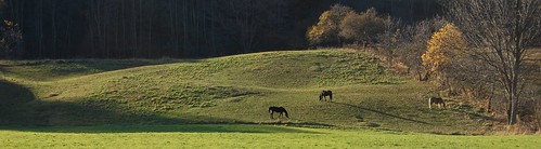 horses grass landscape hills autumncolors pasture newyorkstate lateafternoonsun schenevus otsegocounty visipix edbrodzinsky elkcreekny