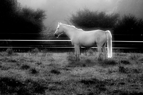 horse white dream weiss pferd whitehorse traum