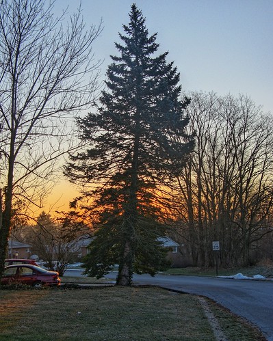 tree sunrise hdr