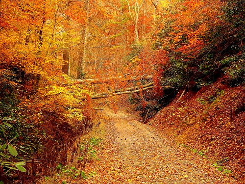 autumn color fall nature landscape
