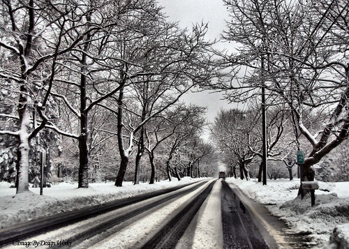 road trees winter snow winterscene imagebydesignworks
