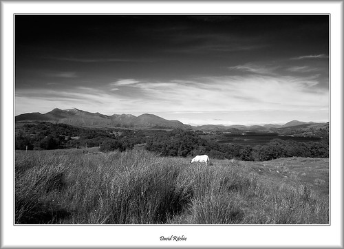 summer animal scotland sheep lochawe argyllbute bencruachan kilchrennan