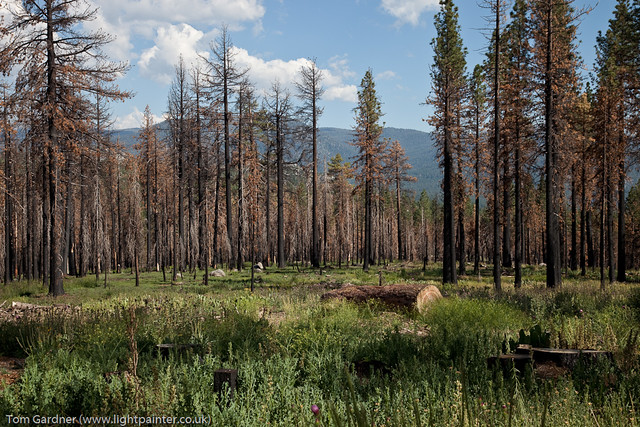 Aftermath of a forest fire in pine forest, Lake Tahoe ...