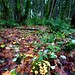 mushrooms on the forest floor    MG 9556