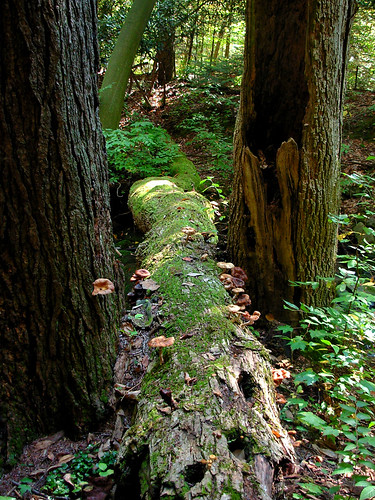 summer nature forest mushrooms moss woods warm mossylog