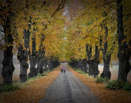 autumn fall nature alley nikon walk caslte ősz 18200vr fasor wäsby séta nikond90 storawäsby krillephoto storawäsbyallé