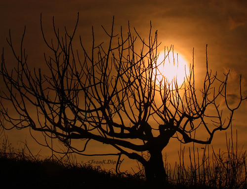 sunset tree tramonto cielo sole albero controluce rami brindisi dip2 frankdip 11192009