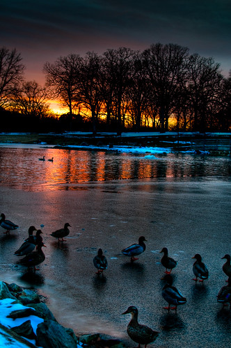park sunset ice silhouette pond nikon ducks mo missouri kirkwood 18200 d90