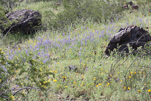 wild arizona flower weed unitedstates tucson peak az interstate i10 wildflower picacho sighseeing