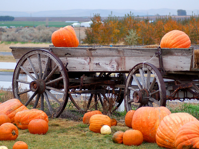 Pumpkin Patch Field Trip | Flickr - Photo Sharing!