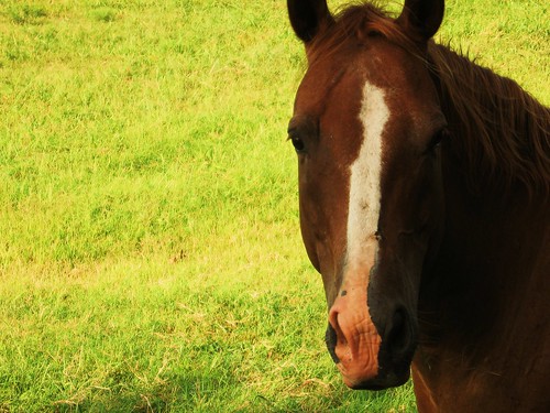 portrait horse oklahoma nature animal mammal pasture durant bennington