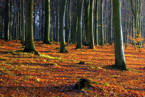 wood autumn tree fall leaves forest skåne sweden trunks hdr beech canon50mmf14usm bokskog canoneos7d förslöv