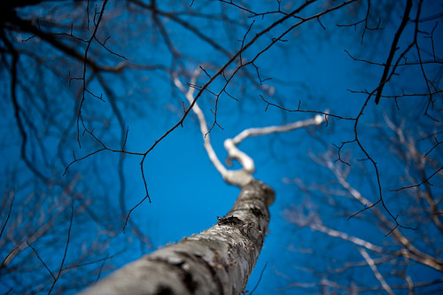 blue sky white tree branch unitedstates connecticut places bark northamerica birch newpreston otherkeywords tracycollinsphotography dsc4029 210baldwinhillroad 7cherbgardenbedbreakfast
