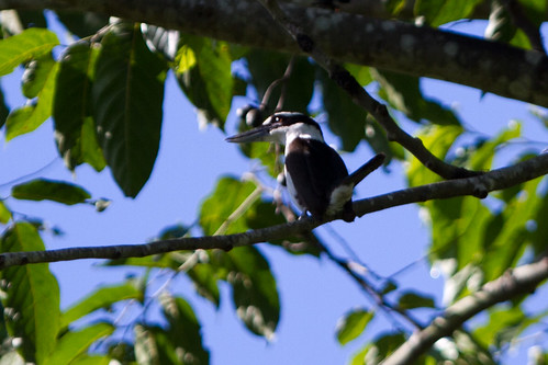 birds indonesia halmahera kingfishers