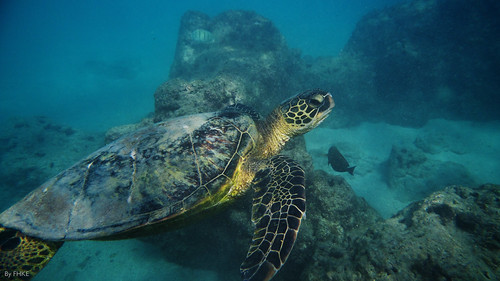 Sea Turtle @ Hanauma Bay