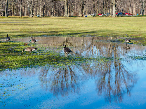 clevelandmetropark canada landscape bradleywoodsreservation geese westlake ohio unitedstates us