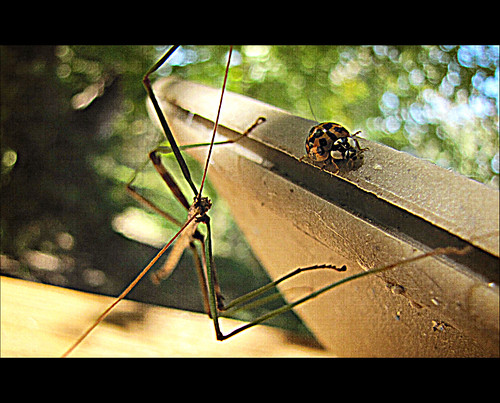 sun macro texture dof bokeh linen warmth insects bugs canvas ladybug stickbug texturized imtiredofwinter heyamy