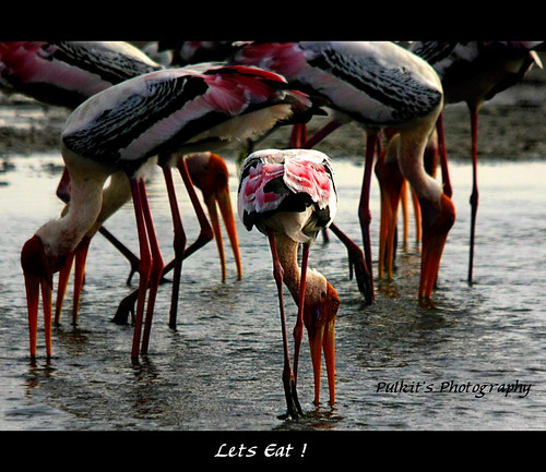 pink food orange lake water birds sunrise eyes beak eat meal chennai rare pulicat beaks