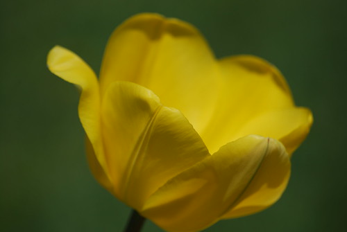 flower primavera yellow garden spring gardening fiore giardino tulipano tulipan giardinaggio