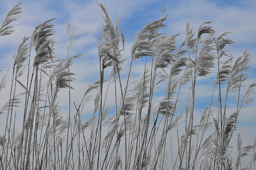 blue sky bw cloud grass texas wind tx ear breeze rowlett plume d5000 seectivecolor