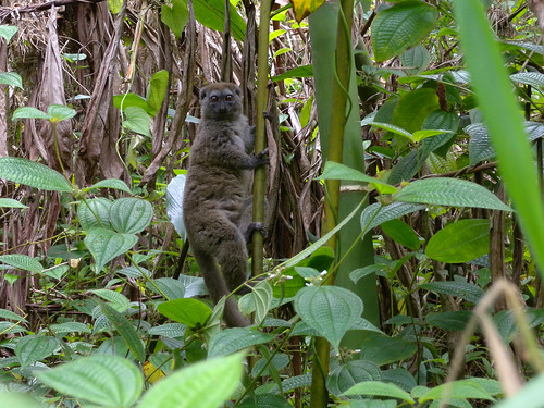 Eastern Lesser Bamboo Lemur, Marojejy National Park, Madagascar