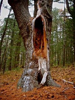 shrieking tree creature