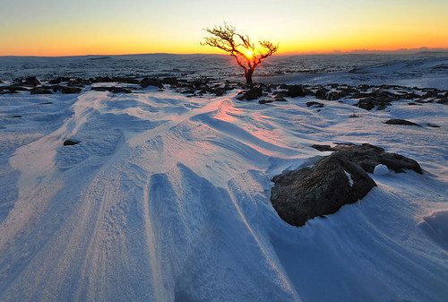 winter sunset snow tree yorkshire dales hawthorn yorkshiredales twisleton twisletonscar