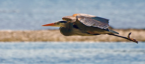 blue red brown heron water flight pan