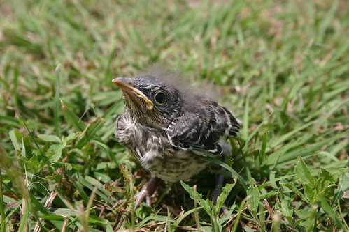 baby birds mohawk mockingbird hatchling