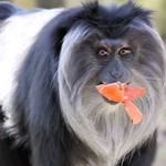Monkey - Bristol Zoo