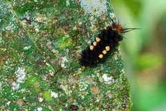Caterpillar, Yaupi
