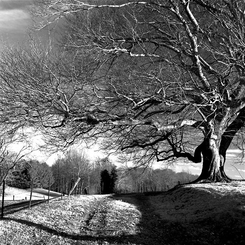 trees winter blackandwhite monochrome clouds countryside fences maryland driveways oldhouses goldenhour birchtrees oldtrees d300 southernmaryland farmhouses calvertcountymaryland 1755nikkor mywinners hunntingtownmaryland niksoftwareshadows