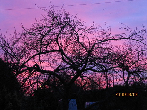 england tree silhouette sunrise westsussex eastpreston paperday