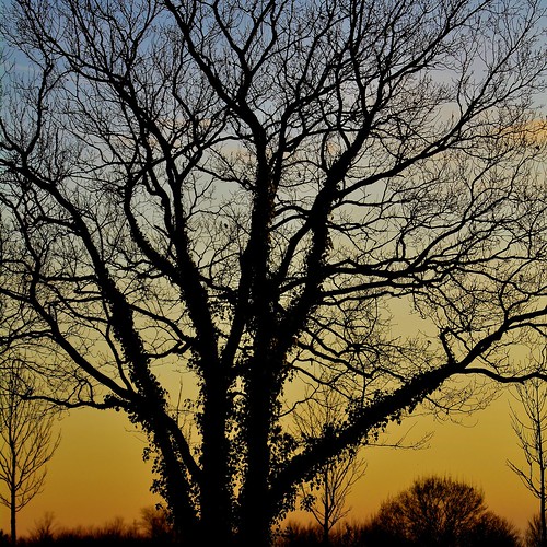 arbre tree ciel sunset coucherdesoleil blue bleu bluehour goldenhour nature