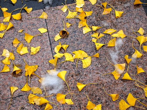 Golden ginkgo leaves