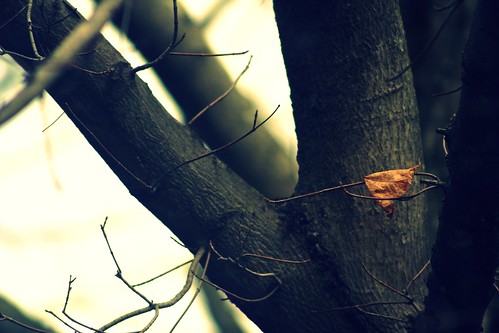 autumn sky fall last leaf mac cross process treesky reddin edgedonkey